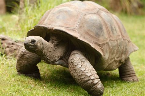  Tarin The Talking Tortoise – A Mystical Journey Through Ancient Spain?