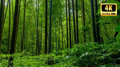  The Voice of the Bamboo: Whispers from Ancient Forests About Courage and Sacrifice!