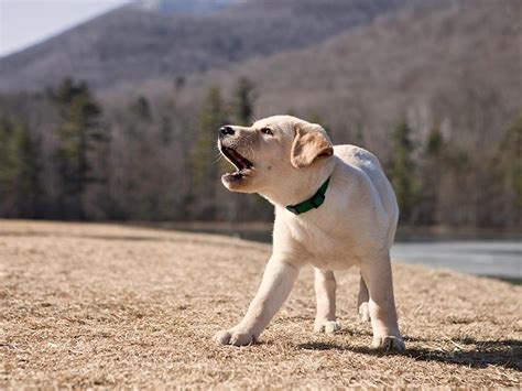 犬 遠吠え 意味: 遠くの声が近くの心を揺さぶる